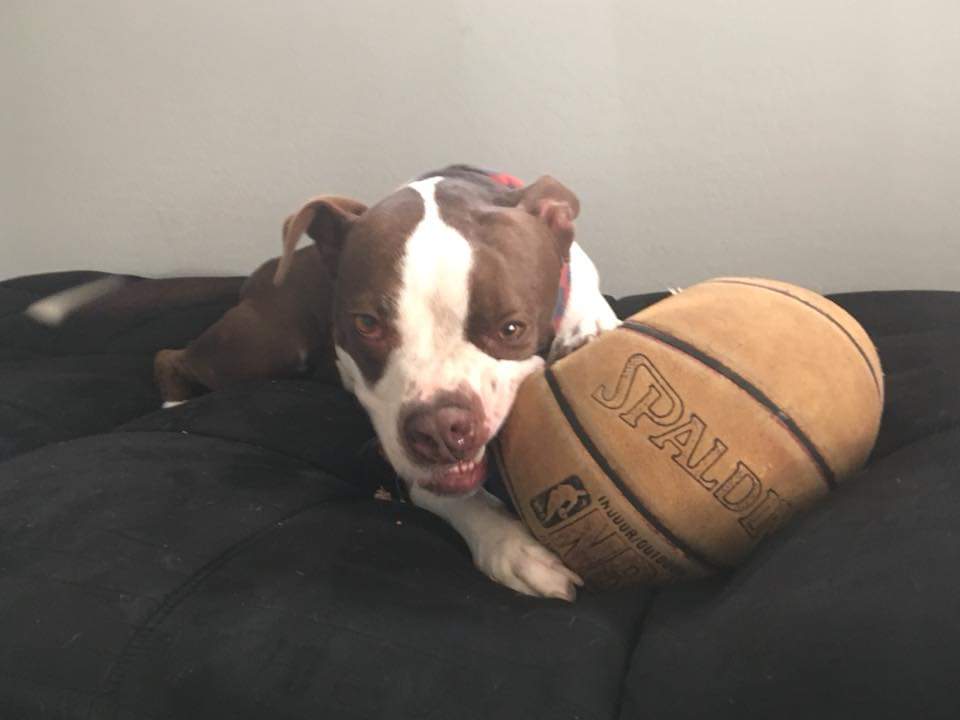 Phinny_da_Pitty's tweet photo. Photo 6 of 7 and photo 7 of 7 (I fawgots 😅). Today I nominate @_GoldenDoodle_  and @MalteseBuddy for the 7 day challenge ( one photo a day, no comment, no human and nominate another) #dogsoftwitter #7dayphotochallenge https://t.co/pgZLAipYJj