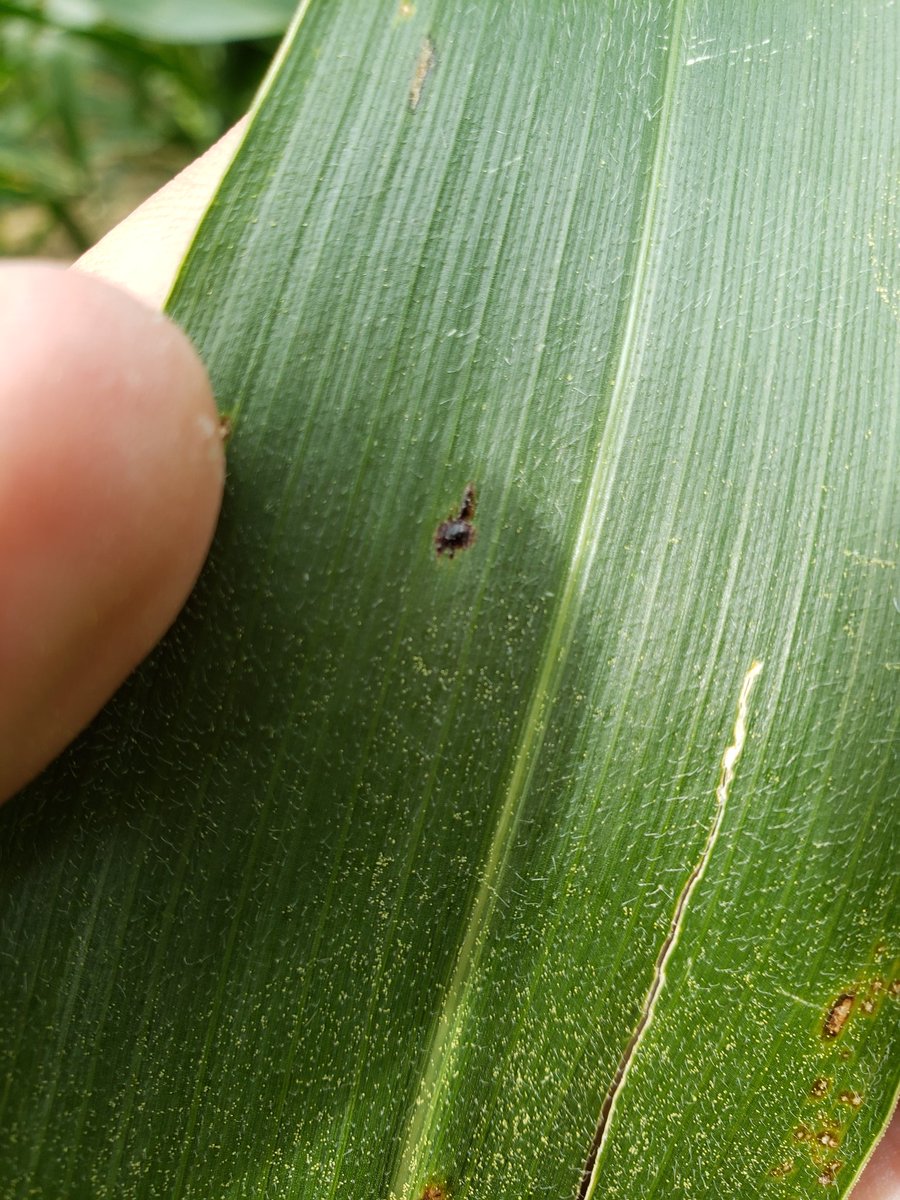 First signs of Tar Spot in Allamakee.
