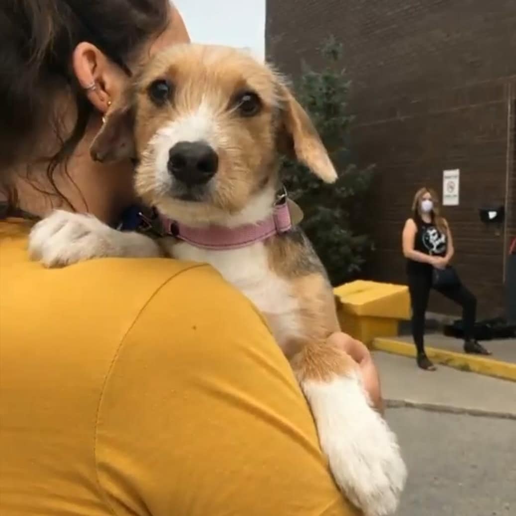 bridge_canada's tweet photo. Look how cute are these dogs! They are brought to #Canada from #Mexico by the organization #saveourscruff which finds a home for them after they were abandoned.๐๐๐โ๐ฆบ๐ฉ #petlovers #dogrescue #doglovers #animals #DogsofTwittter #dogs https://t.co/lh5QpidrMy