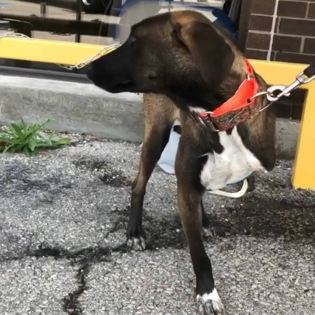 bridge_canada's tweet photo. Look how cute are these dogs! They are brought to #Canada from #Mexico by the organization #saveourscruff which finds a home for them after they were abandoned.๐๐๐โ๐ฆบ๐ฉ #petlovers #dogrescue #doglovers #animals #DogsofTwittter #dogs https://t.co/lh5QpidrMy