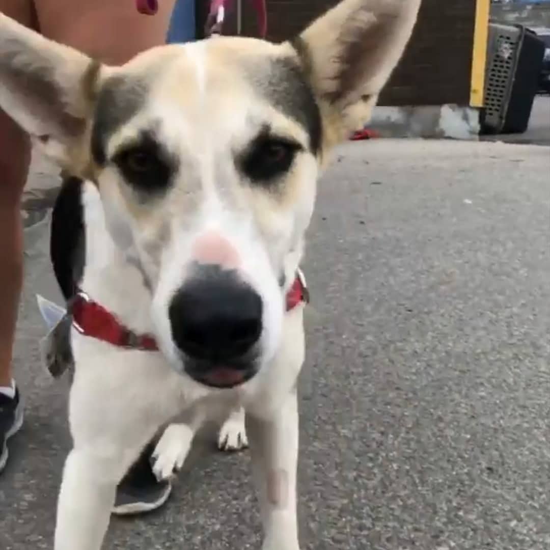 bridge_canada's tweet photo. Look how cute are these dogs! They are brought to #Canada from #Mexico by the organization #saveourscruff which finds a home for them after they were abandoned.๐๐๐โ๐ฆบ๐ฉ #petlovers #dogrescue #doglovers #animals #DogsofTwittter #dogs https://t.co/lh5QpidrMy