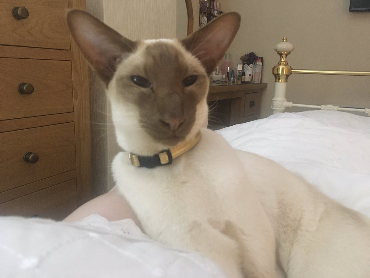 Diablo_Siamese's tweet photo. Just admiring 😻my #CrazyMotherOfCats and thinking I should have been an #OnlyChild 🤔#SheIsAllMine #HandsomeDevil #TeamDiablo @jolenehunter #CatsOfTwitter #catsofinstagram https://t.co/VTE3stBBiu