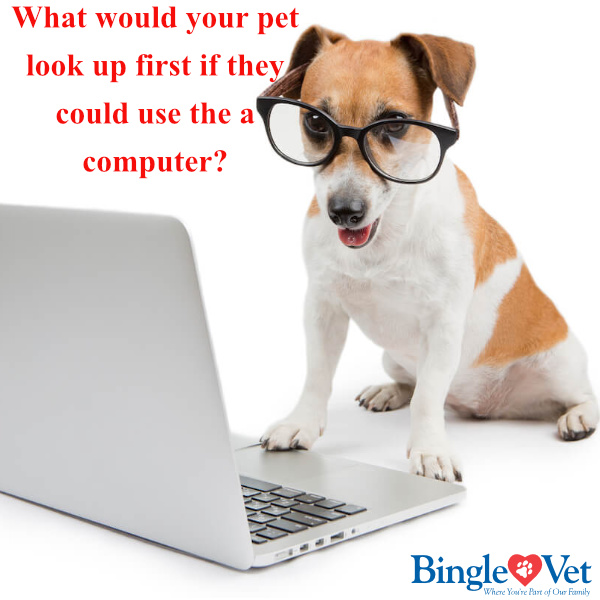 BingleVet's tweet photo. What would your pet look up first if they could use the a computer? Comment below! https://t.co/NmA5vyLOhA