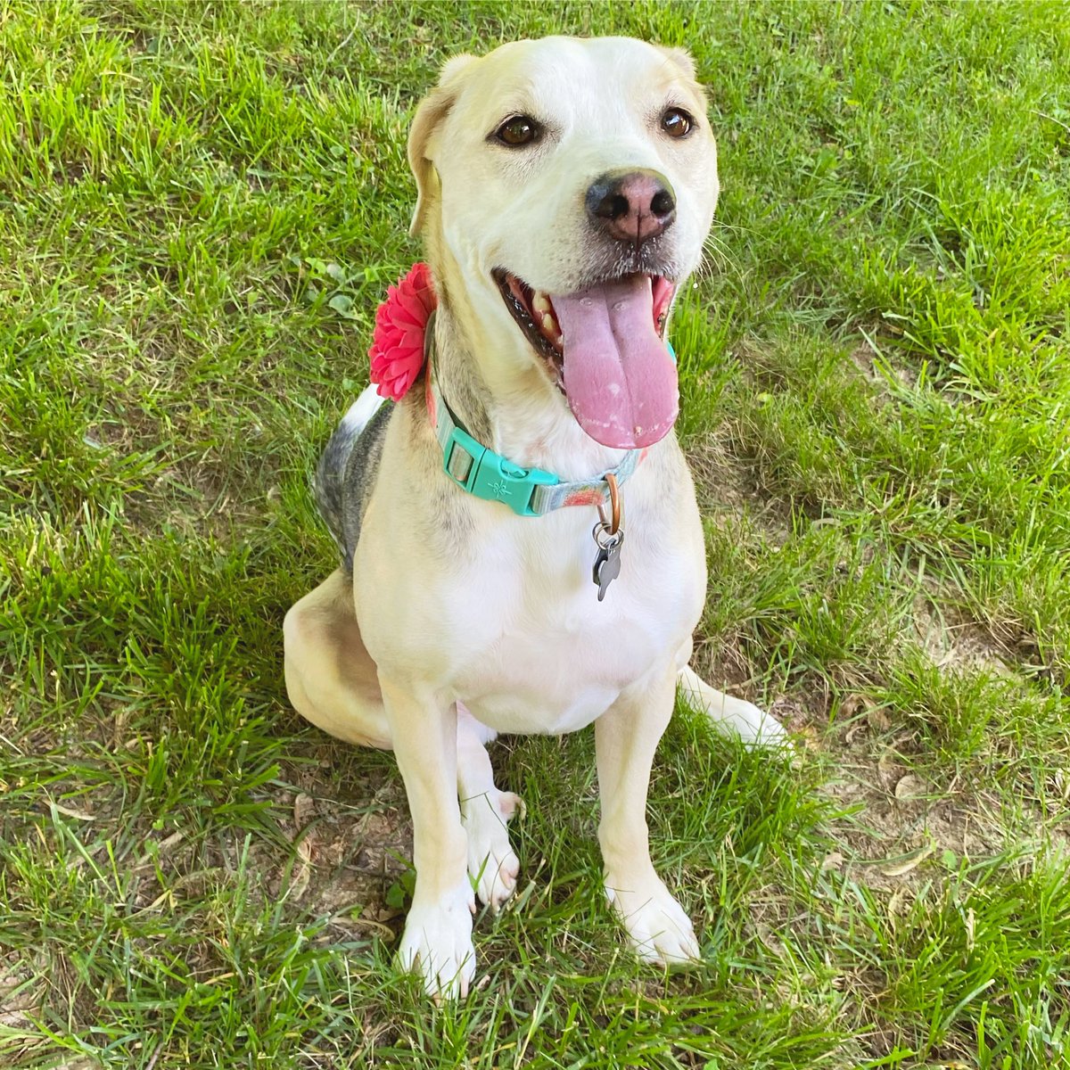 McShortshitt's tweet photo. @scout_moseley1 My Stella Bella 💕 https://t.co/kwrCxBd12q