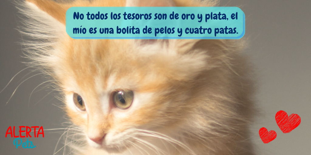 alertamedicacol's tweet photo. Protege a tu mascota con las placas Qr de Alerta Pets.

Escaneando el código qr de su medalla se muestran los datos de tu mascota, y a tí te llegarán notificaciones a WhatsApp y a tu correo electrónico con la ubicación donde fue escaneado el código. https://t.co/k9hFkL4NYp