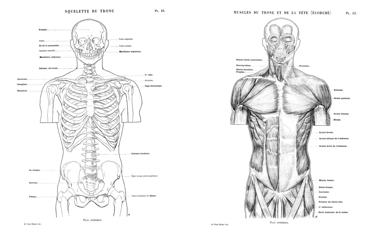 今月末発売のバメスに加え、ポール・リシェの美術解剖学書も年内刊行の方向で進んでいます。西洋美術解剖学の名著を紹介する企画は、これらの他にもう一冊。個人的には、どれも西洋の美術解剖学と日本の美術解剖学を接続させる仕事です。リンクは出版社さんのインスタ。https://t.co/8Il8N8O4Zc 