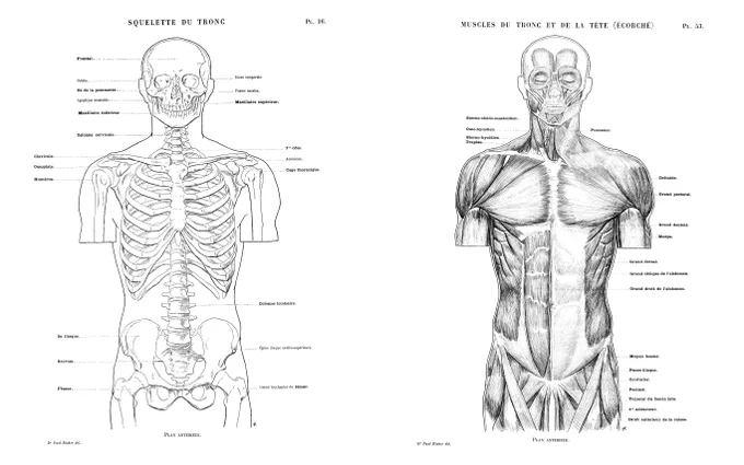 今月末発売のバメスに加え、ポール・リシェの美術解剖学書も年内刊行の方向で進んでいます。西洋美術解剖学の名著を紹介する企画は、これらの他にもう一冊。個人的には、どれも西洋の美術解剖学と日本の美術解剖学を接続させる仕事です。リンクは出版社さんのインスタ。https://t.co/8Il8N8O4Zc 