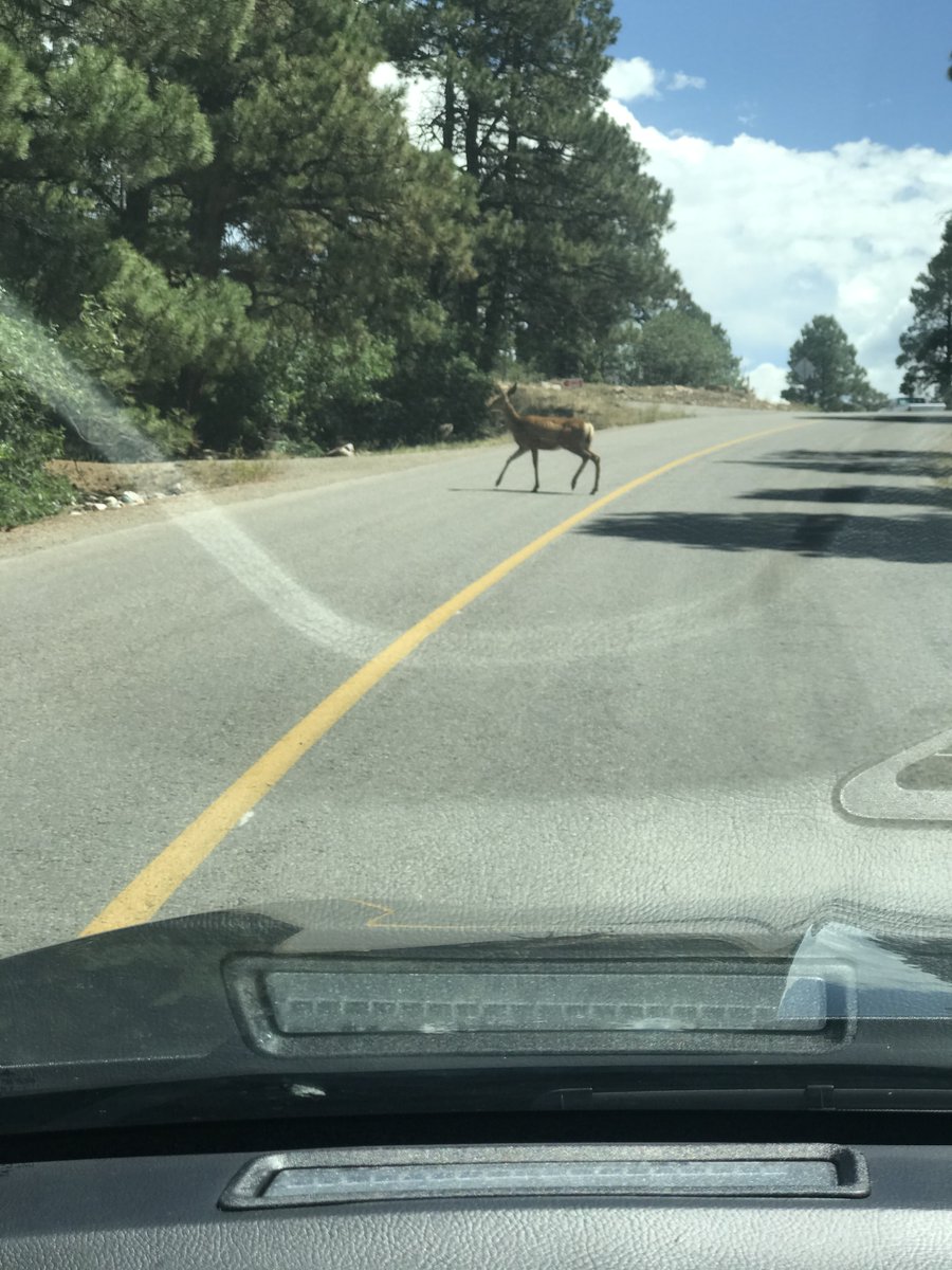 Turn_Key_Health's tweet photo. Oh Colorado, we LOVE being apart of your world.  Serving our Colorado clients &amp; you bless us with THIS in a residential neighborhood.  #YouMakeUsSmile #WeLoveYou #WildlifeJoy https://t.co/pevqFaxfvr