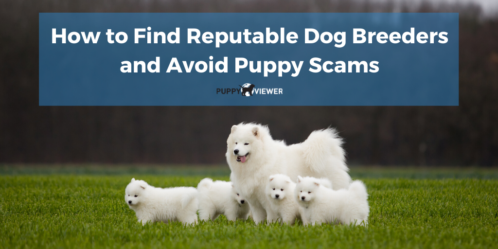 PuppyViewer's tweet photo. Searching for that perfect pup? Beware! 🚨 #COVID19 puppy scams are on the rise. Use our free tool to connect with reputable #purebred #breeders near you. Learn more: https://t.co/45bIhU7qpa https://t.co/IKpxgJW1be