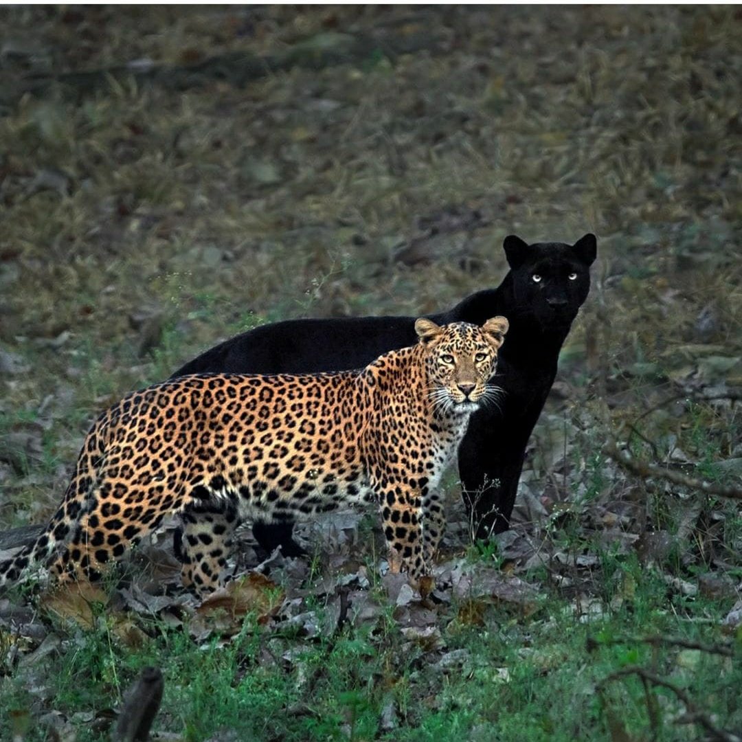 prayaghs's tweet photo. At KABINI Reservoir https://t.co/gvWaua6sdn