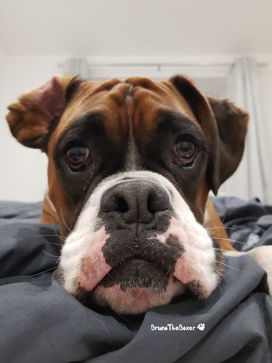 BoxerBruno24's tweet photo. #boxerdog #boxerdogs #boxerdogfans #boxerdog_ig #boxerdogcentral #boxersofuk #boxerdoglover #boxerdogz #boxerdogsofig #boxerdogsofinstagram #boxerdogsaregreat #boxerdogoftheday #boxerdoglife #boxerdoglove #boxerdoggram #boxerdogsofinsta #boxer #dogsofig #dogsofinstagram #dogslife https://t.co/EweKBVsZsZ