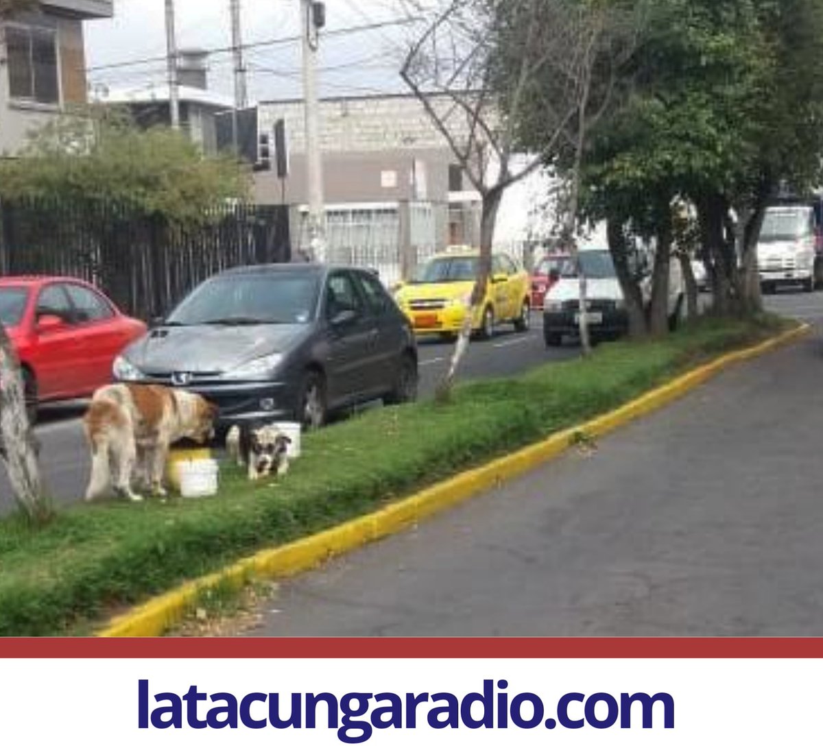 radiolatacunga's tweet photo. En #Latacunga, en la Av. Rumiñahui y Unidad Nacional se agudiza la problemática de los perros callejeros. Eduardo Tovar, morador del sector, indicó que los espacios verdes y las aceras, son el hábitat de los animales. https://t.co/dfPVR3UHbx
