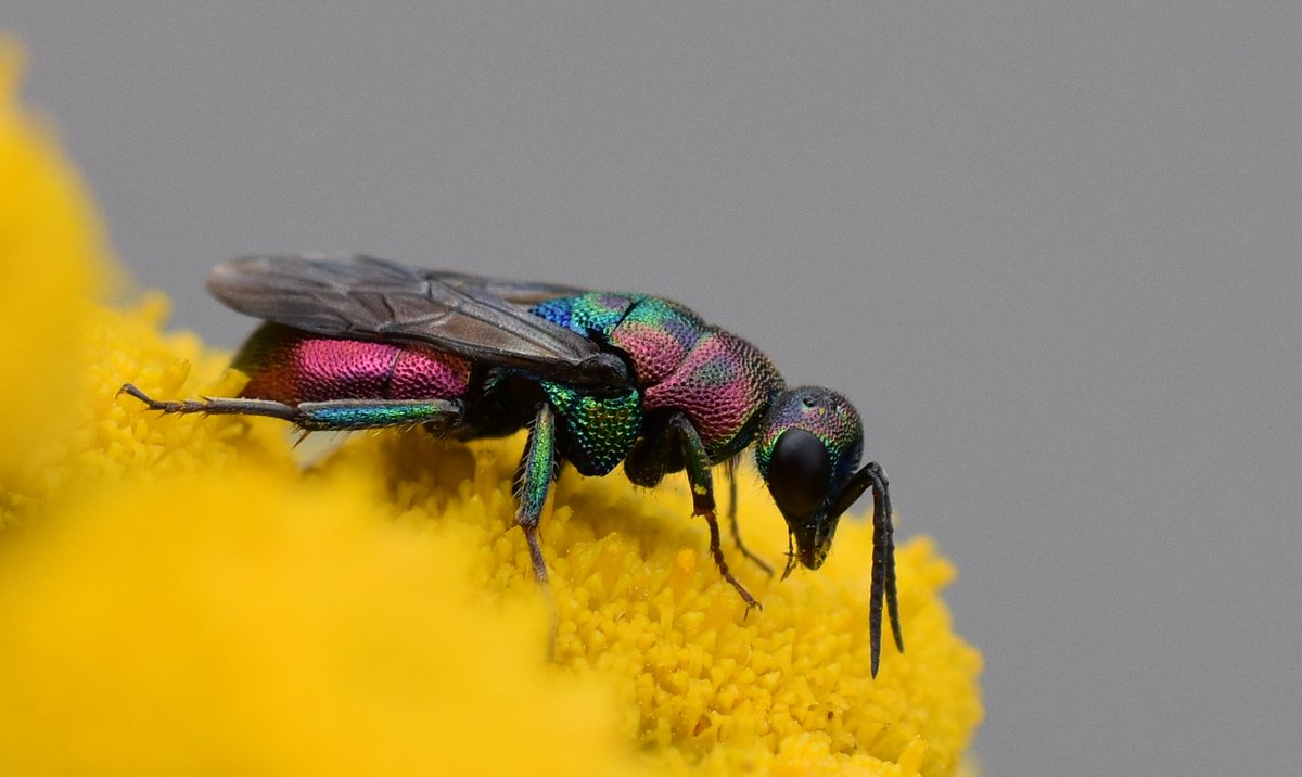 birdingstip's tweet photo. Ook op boerenwormkruid: de erg fraaie goudwesp Hedychrum rutilans. Zeldzaam in ons land. Net als zo veel insecten heeft 'ie een waanzinnige levenswijze: vrouwtjes leggen eitjes op honingbijwerksters die door een bijenwolf zijn gevangen. https://t.co/7mhRYoplxt