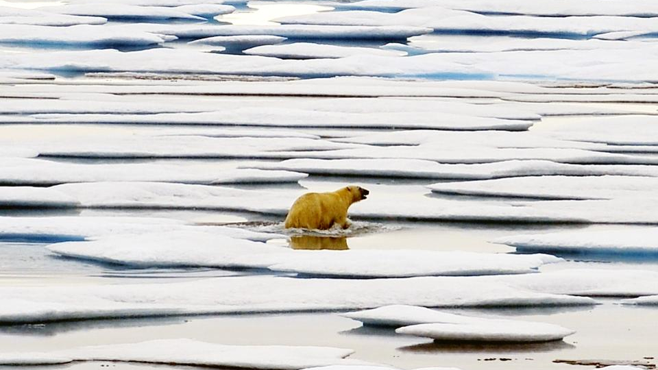 Forbes's tweet photo. Polar bears could face extinction by 2100 due to climate change, according to a new study https://t.co/iyqqxy1CXU by @lisettevoytko https://t.co/qEc2xnoi2I