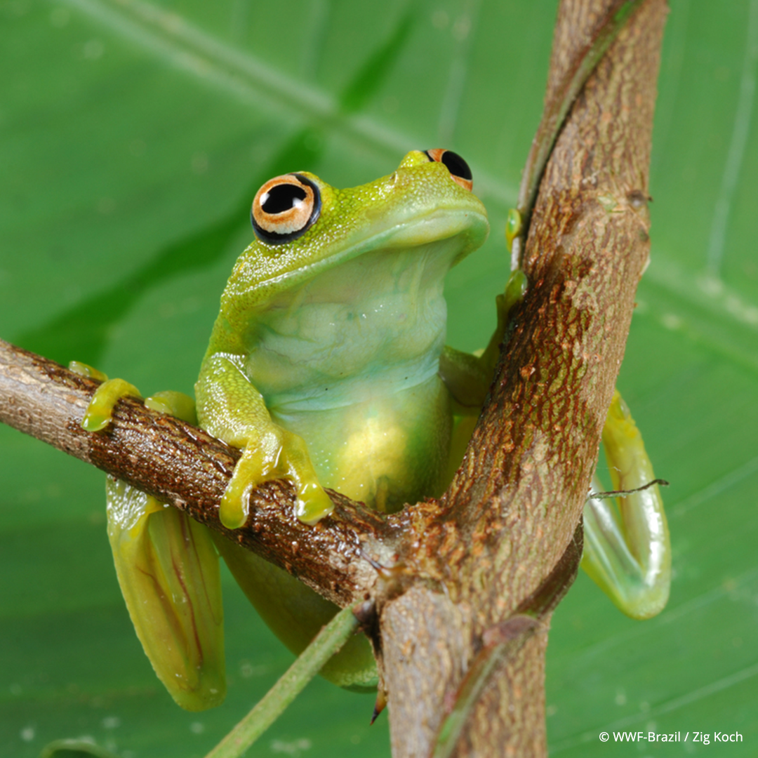 Located in South America, the Amazon rain forest is home to so many incredible species. In fact, one in 10 known species on earth call the area home. 🐸 🌳