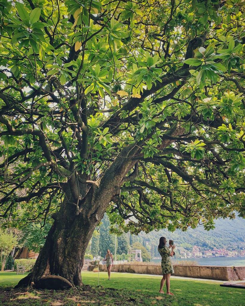 La Grande Magnolia che guardava il lago
#lagodicomo

#villacipressi #varenna #giardinobotanico #yallersitalia #yallerslombardia #yallerscomo #igersitalia #igerslombardia #igerscomo #igitalia #iglombardia #igcomo #volgolombardia #volgocomo #natura instagr.am/p/CC37KHgCzsA/
