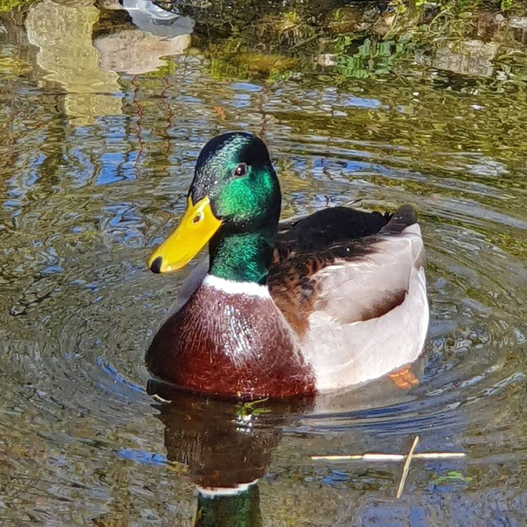 WildThingsFoods's tweet photo. The protection and care of wildlife is at the heart of everything we do. By feeding too much bread to our pond wildlife, we are unknowingly harming their health. Our range of feeds contain all the vitamins and minerals our wildlife need. #BetterThanBread
π· Helen McCrow via FB https://t.co/ZCB50W4jWt