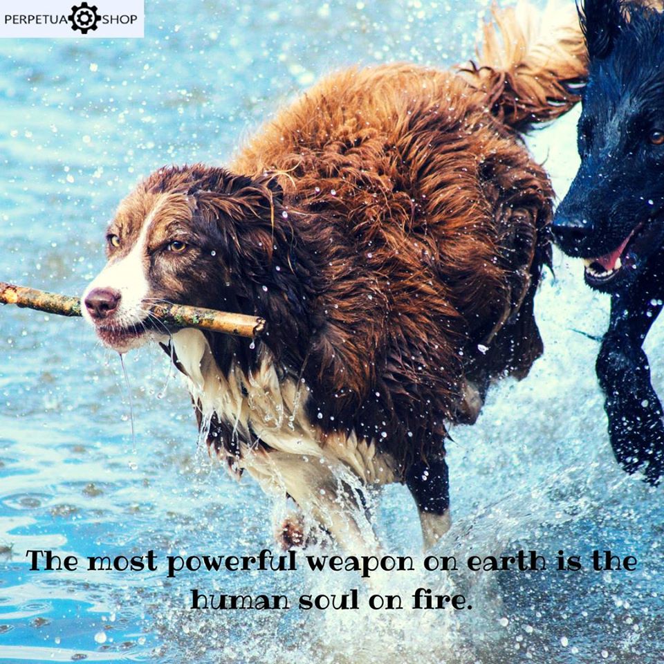 PerpetuaShop's tweet photo. The most powerful weapon on earth is the human soul on fire

#accessories #makeup #Lipstick #Phone #gift #Mom #toy #gadget #theperpetuashop #love #nature #Money #Time #success #value #attitude #future #Happiness #Journey #moments #Joy #Smile #secret #adventure #people https://t.co/7pbPuI9wI7