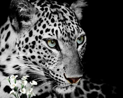 packer_pauline's tweet photo. #whiteleopard #NaturePhotography #NaturalBeauty https://t.co/Aa4MvBPtVB