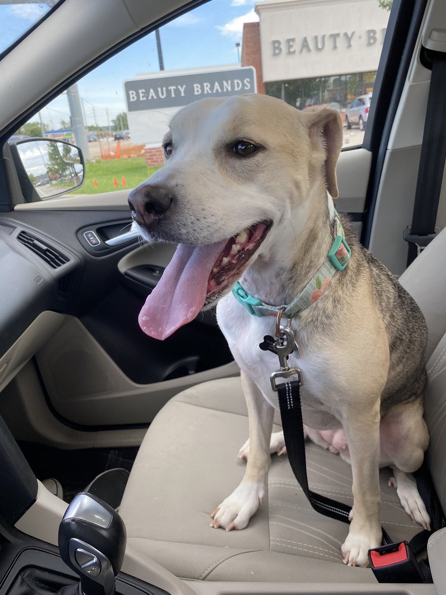 McShortshitt's tweet photo. Discovered that Stella handles car rides better in the passenger seat, however she is just heavy enough to set off my seat belt beeper thing. 😂 Guess I’ll have to deal #spoiledpup https://t.co/9PHhLLNS4D