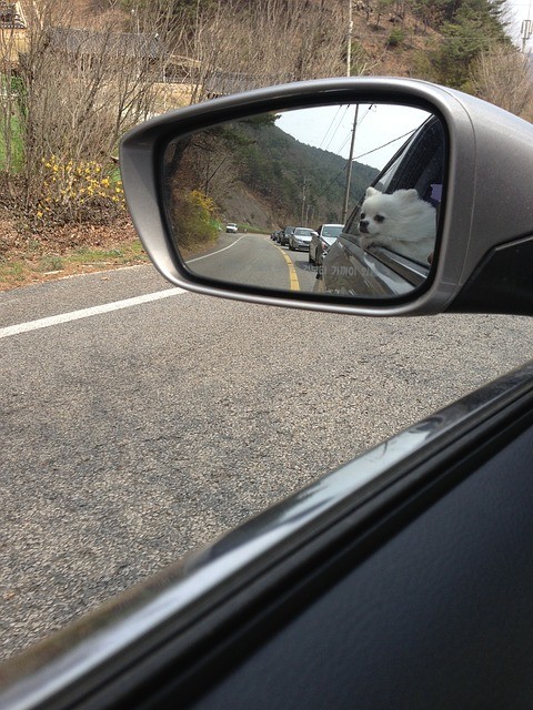 gemprojecmarket's tweet photo. Photo By woo | Pixabay 
 #rear-viewmirror #mirror #car #dogtravel #automobiles #travelwithdog #drivingview
#gemprojecmarket #leoescuchate https://t.co/5IGyPty2sX