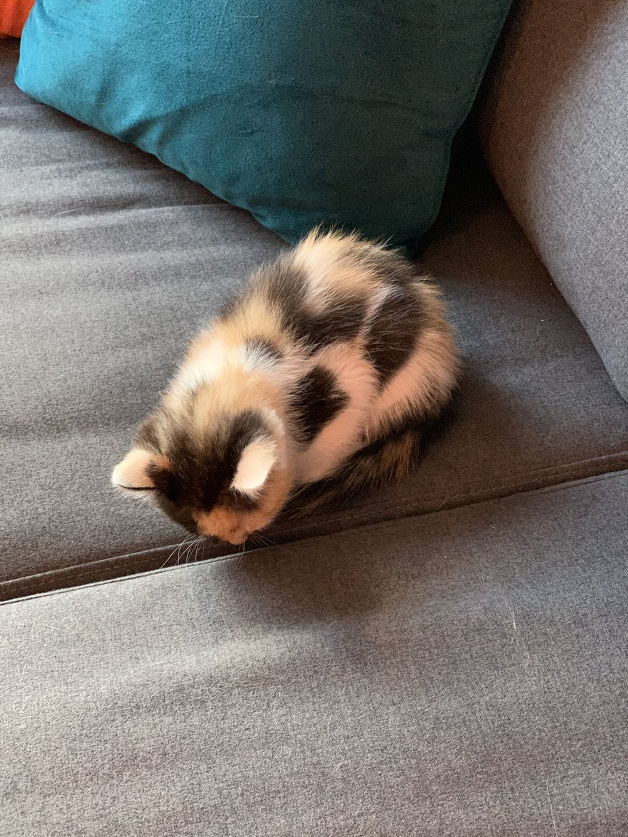 rachelandrew's tweet photo. Introduced Pixel to Em today. Happy to say that nobody swiped at or bit anybody else. Pixel did however eat Emโs tea. It was all very tiring for everyone concerned. #pxcat #emcat https://t.co/B7vjLGhSNz