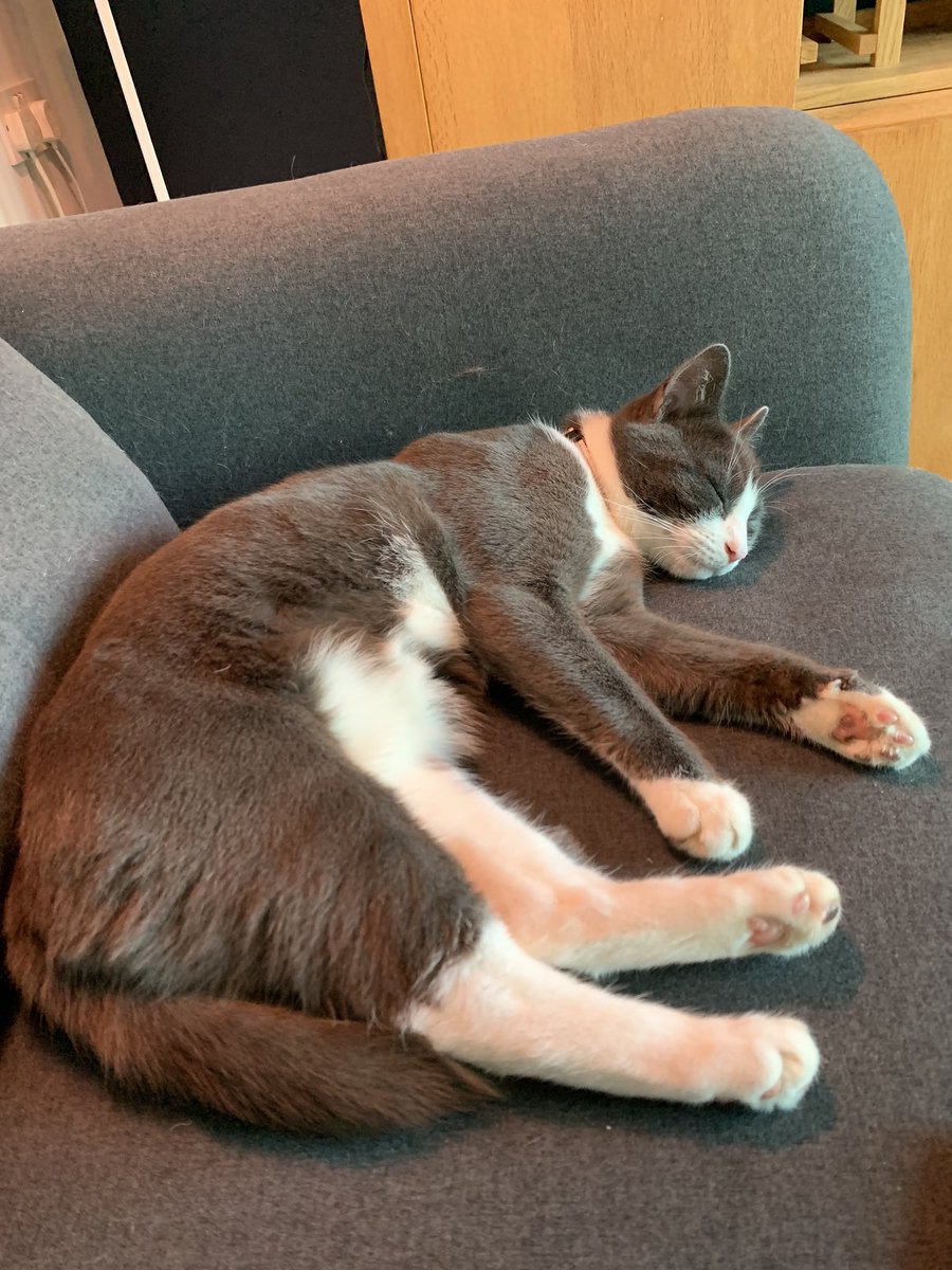 rachelandrew's tweet photo. Introduced Pixel to Em today. Happy to say that nobody swiped at or bit anybody else. Pixel did however eat Emโs tea. It was all very tiring for everyone concerned. #pxcat #emcat https://t.co/B7vjLGhSNz