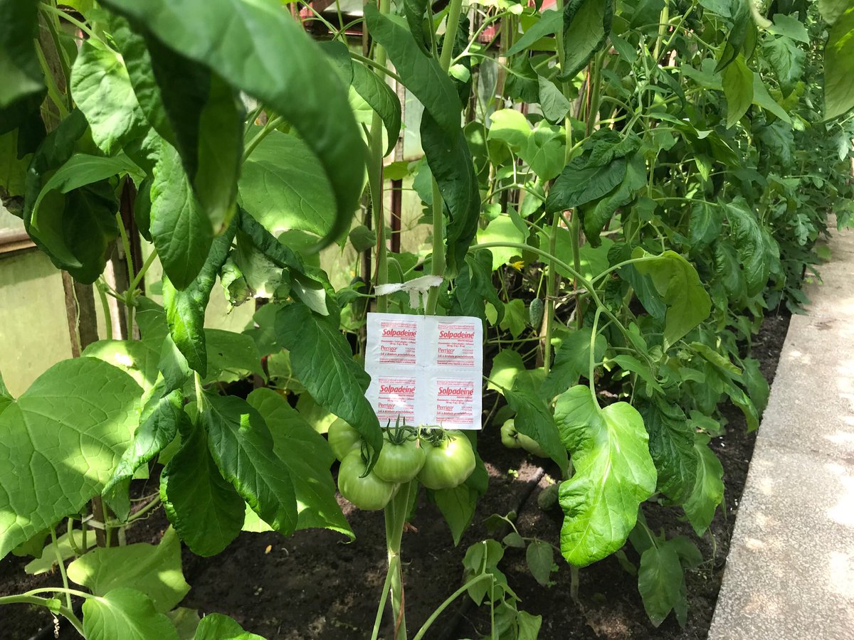 FankaSolpadeiny's tweet photo. 🎶Aaaaaaaddio 🍅🍅🍅 https://t.co/1JoIiAH0I3