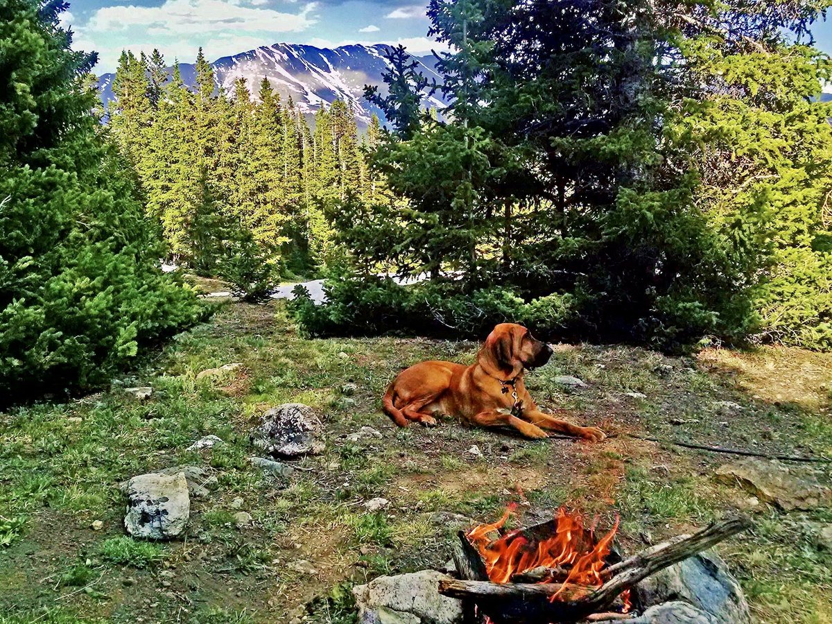 Gwen_Cooper10's tweet photo. I am so bummed I wasn’t able to sneak away from work - but hope everyone enjoyed the Twitter Party! Here is Hunter - he is in stories “Bear Paw” and “Hide and Seek” This photo is from the hiking trip in “Bear Paw” &amp; was actually in DogTv’s 2018 calendar.  #CSSTheMagicofDogs https://t.co/B3mHHO9UdP