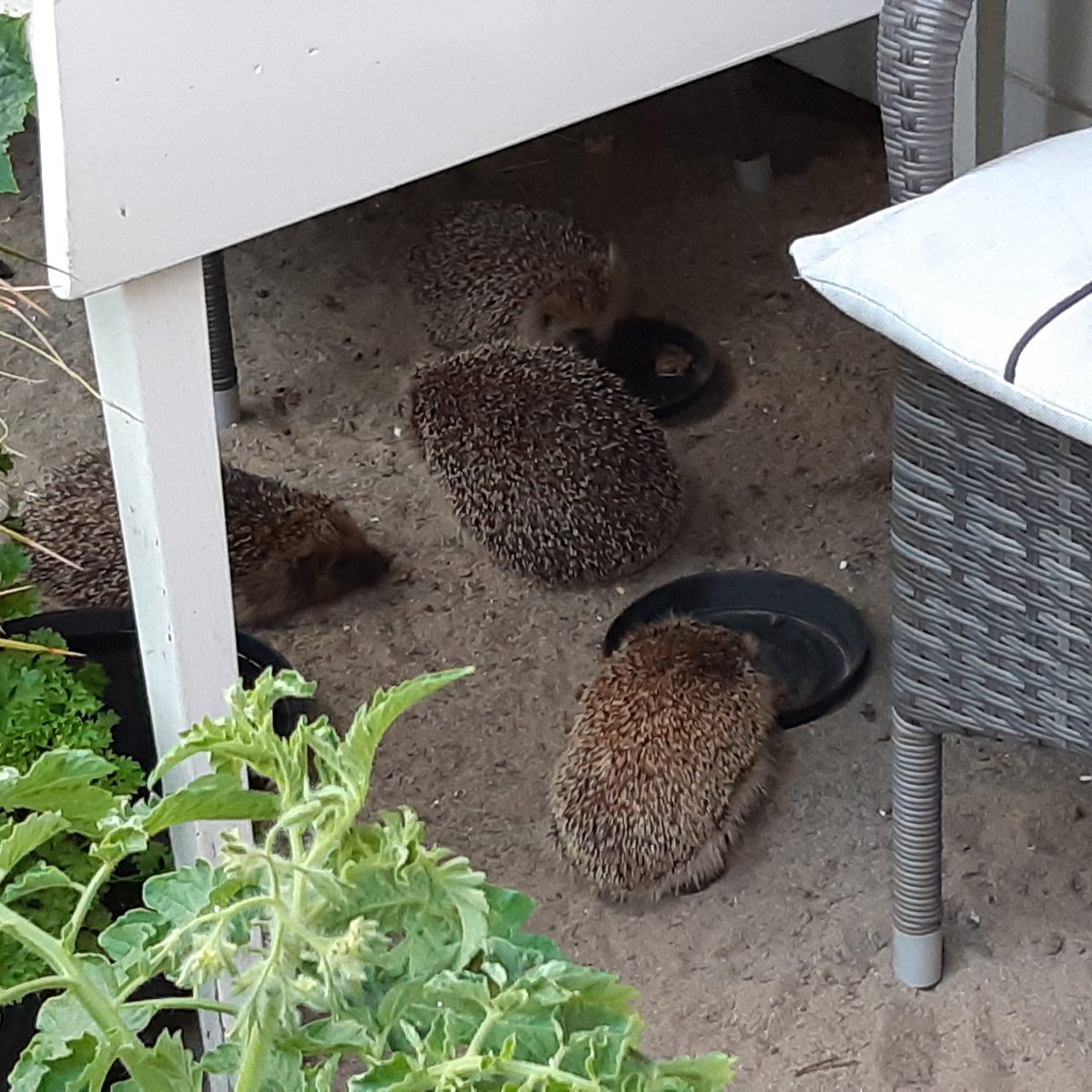 BoerjeBrandt's tweet photo. Ikväll är det rekord... 4 kottar är och äter samtidigt...🤪 Brandts "drive in" verkar ge resultat 🤓
#Svpol #Igelkottar #Sommar 🌞 https://t.co/L5lZiAMyMd
