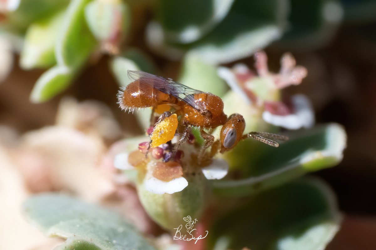 BeeSipOnline's tweet photo. Female Perdita minima - Smallest known bee in N. America. Potentially the smallest bee in the World. Shes around 2mm. Flower on quarter is for size reference.
#beesip #SaveTheBees #perdita #minima #nativebees #euphorbia #nature #nikon #sandmat #bees #biodiversity #conservation https://t.co/DFOJ1IfTz6
