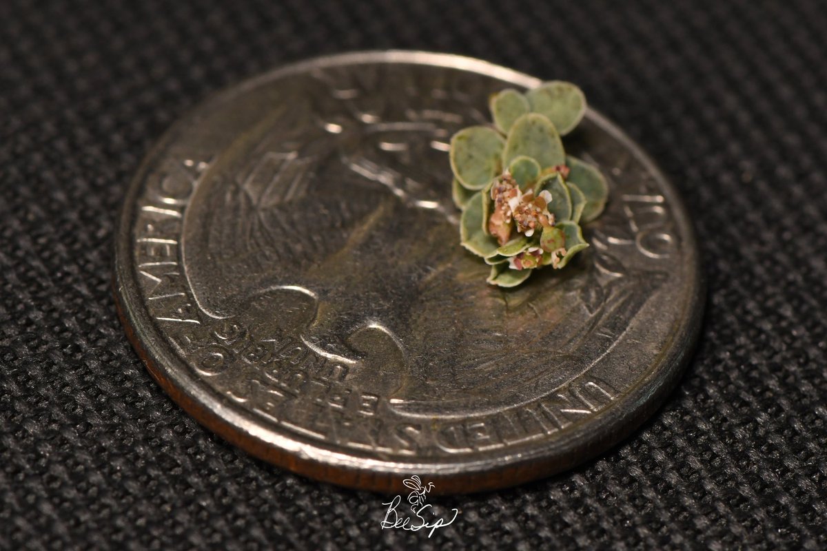 BeeSipOnline's tweet photo. Female Perdita minima - Smallest known bee in N. America. Potentially the smallest bee in the World. Shes around 2mm. Flower on quarter is for size reference.
#beesip #SaveTheBees #perdita #minima #nativebees #euphorbia #nature #nikon #sandmat #bees #biodiversity #conservation https://t.co/DFOJ1IfTz6