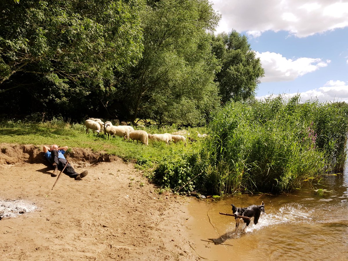 Schaapjes, honden en uiltjes knappen. Beter wordt het niet 😁. <a href="/Gemeente_Zwolle/">Gemeente Zwolle</a> #westerveldsebos #westerveld #zwolle #weaterveldsekolk #grazen #ecologischbeheer #strandweer #hollandsezomer