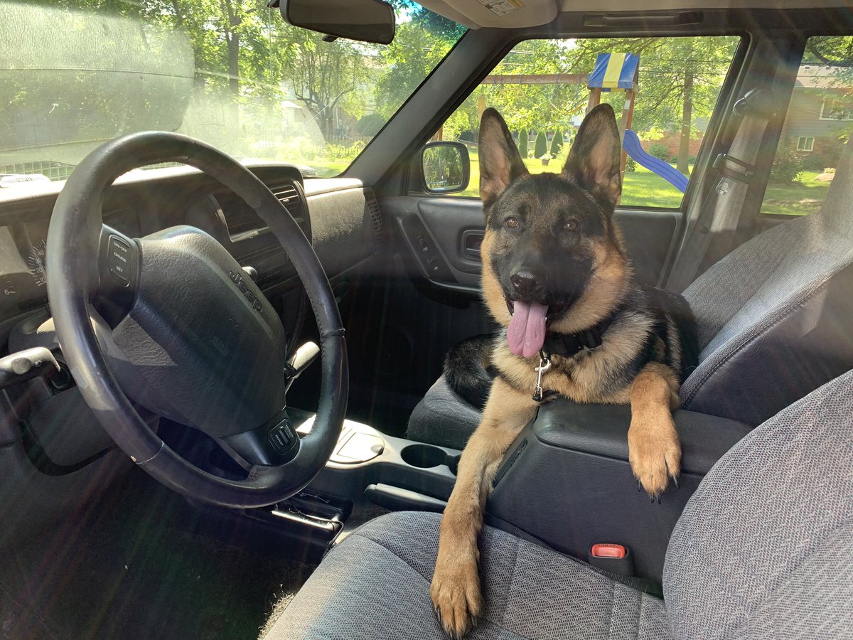 Wynnb15's tweet photo. Chiefa jeep doggie 
@jeep #JeepTopCanine #Contest https://t.co/9g2gdf3pzF