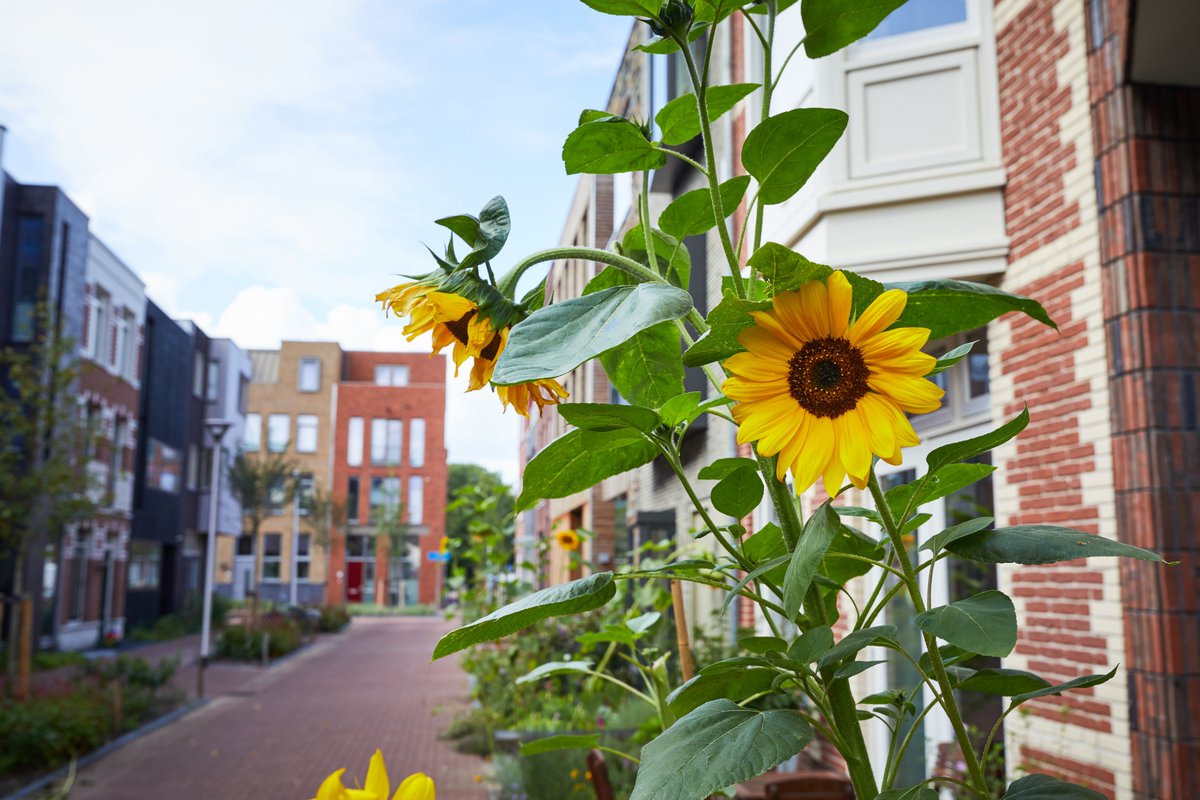 NieuwDelft's tweet photo. Deze zomer vieren we een wel heel bijzondere mijlpaal: de #Coendersbuurt is af! 🏡💙 Vijf jaar lang bouwden zelfbouwers, woongroepen, architecten, ontwikkelaars en aannemers met elkaar aan deze unieke buurt. Lees er alles over op ➡️https://t.co/0Q6iwk0OKa https://t.co/3ybILXoFKl