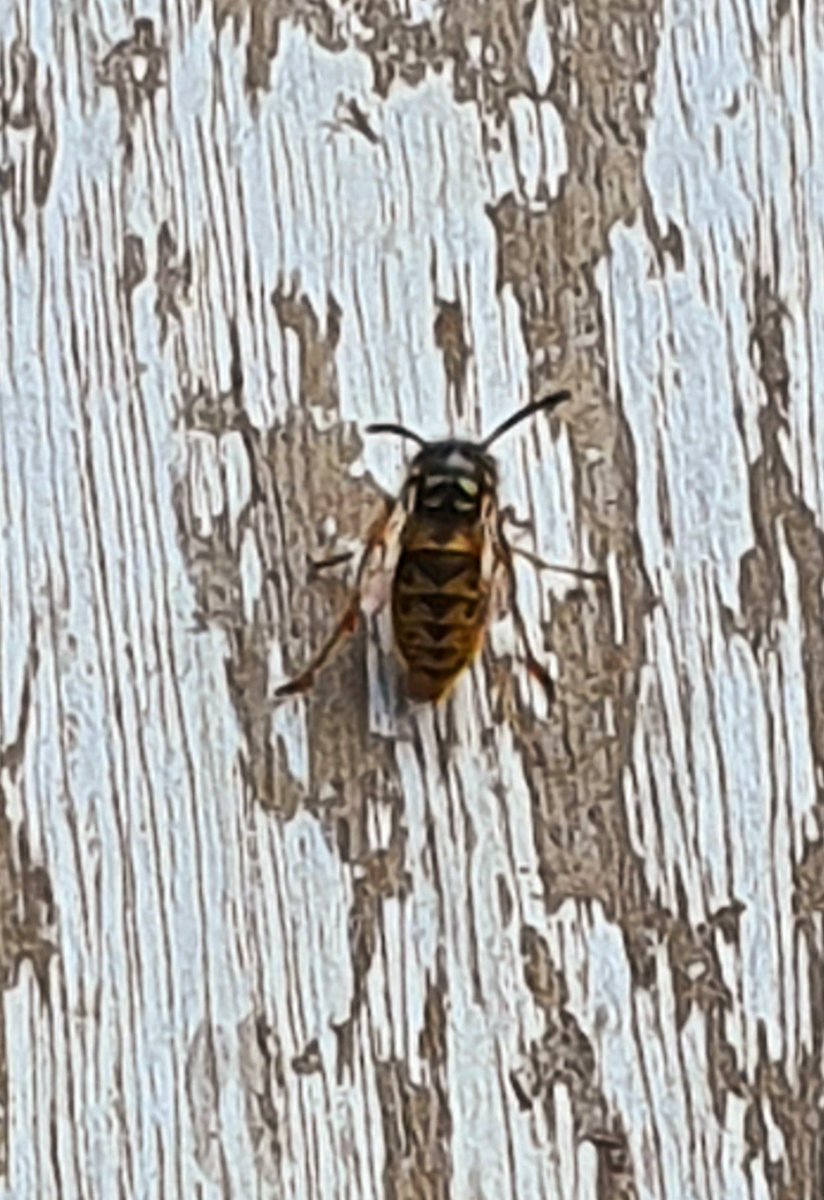 elmarie96's tweet photo. Time to stain the small table. This fella was having a grand ol munch for himself, so I have to impede whatever nest building is happening close-by! 😱😱 #wasp #pest #littlefecker #buzzoff #summertime #pollinators but #yeuch like ☹🐝 #savethebees #Cork https://t.co/jmT4ggxpAA