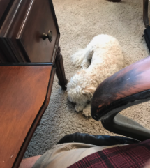 rich_runs's tweet photo. Taught GRI Fair Housing this morning for DMAR and had my instructor assistant, Roxy, close by.
#dowhatyoulove #speakerlife #richsandsseminars #gri #fairhousingrocks #roxy https://t.co/3lYsaCX79k
