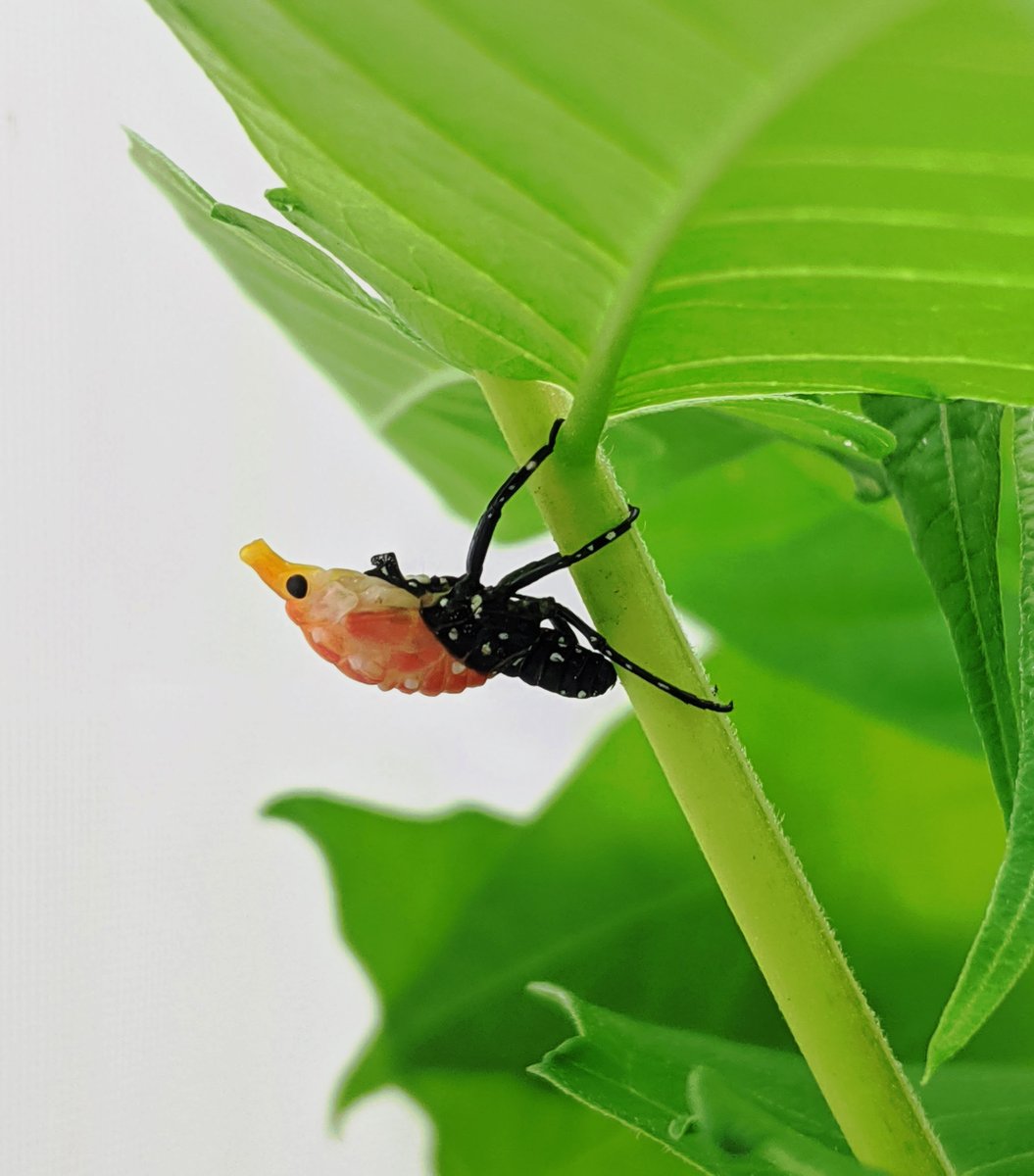 DoctorClifton's tweet photo. The first image is a spotted lanternfly nymph in the process of molting from its 3rd instar to the 4th instar.  The second image shows the 4th instars after they ditch the old outfit.
#spottedlanternfly #stopSLF #invasiveinsect #entomology https://t.co/zPOpdDtwzb