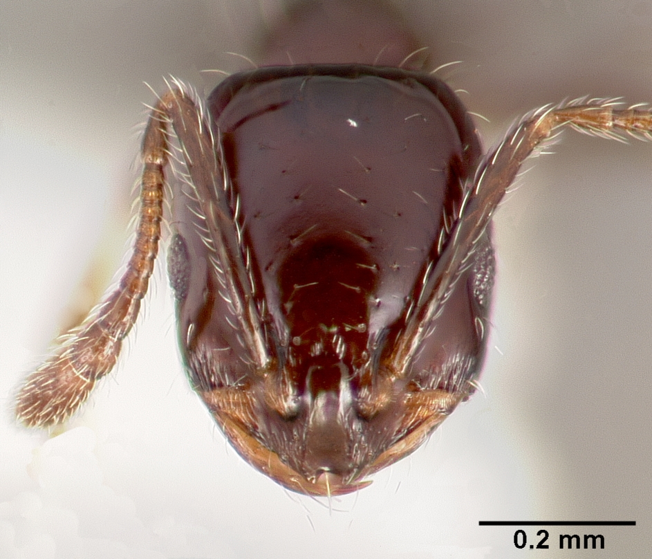 LonginoJack's tweet photo. Monomorium ergatogyna: ergatogyna = "worker-like queen" because the queens are permanently wingless, like workers. The tiny little jet black workers are common in hot, open rocky areas. Colonies are polygynous; each colony has a bunch of queens. #AntsRule #LonginoLab https://t.co/TxIUFp9o8x