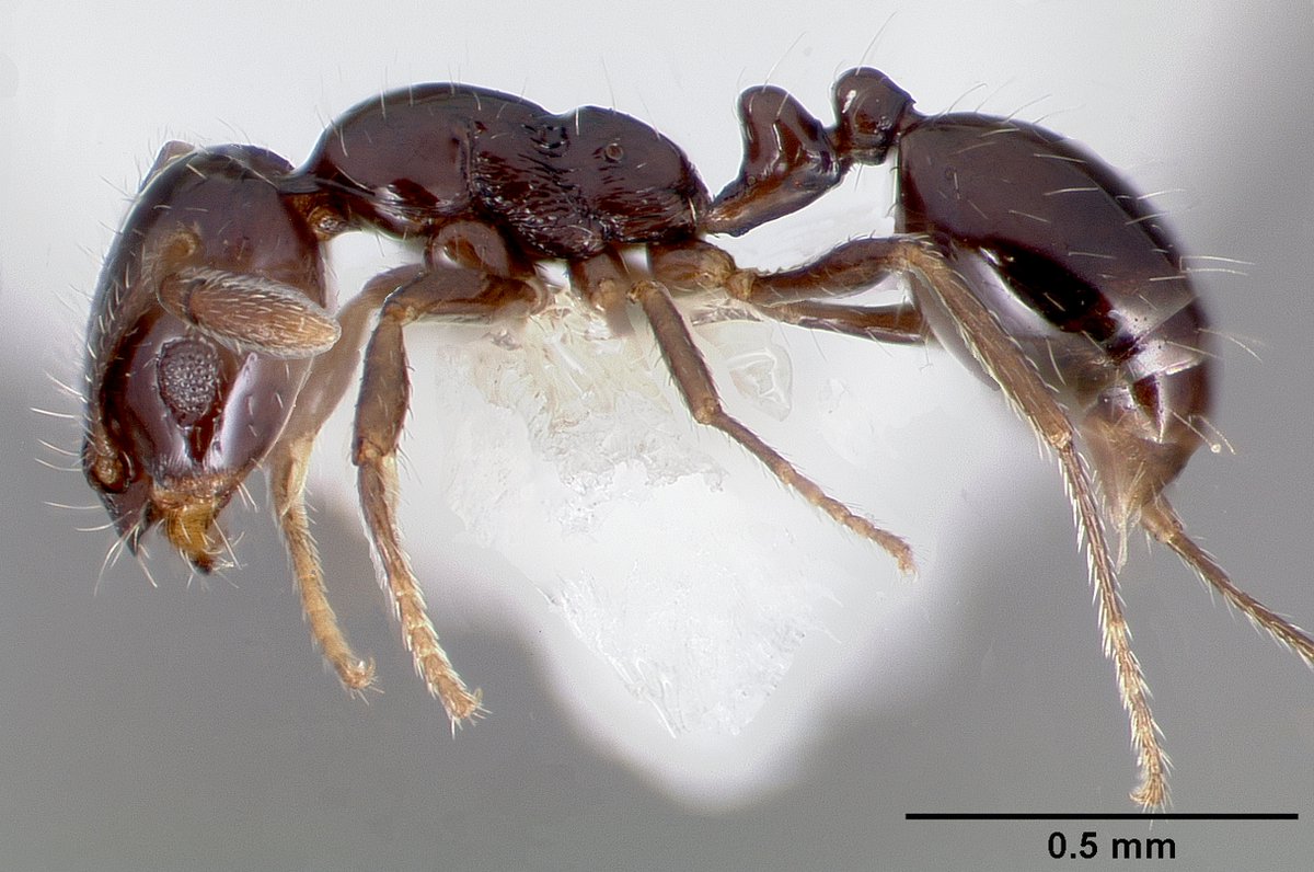 LonginoJack's tweet photo. Monomorium ergatogyna: ergatogyna = "worker-like queen" because the queens are permanently wingless, like workers. The tiny little jet black workers are common in hot, open rocky areas. Colonies are polygynous; each colony has a bunch of queens. #AntsRule #LonginoLab https://t.co/TxIUFp9o8x