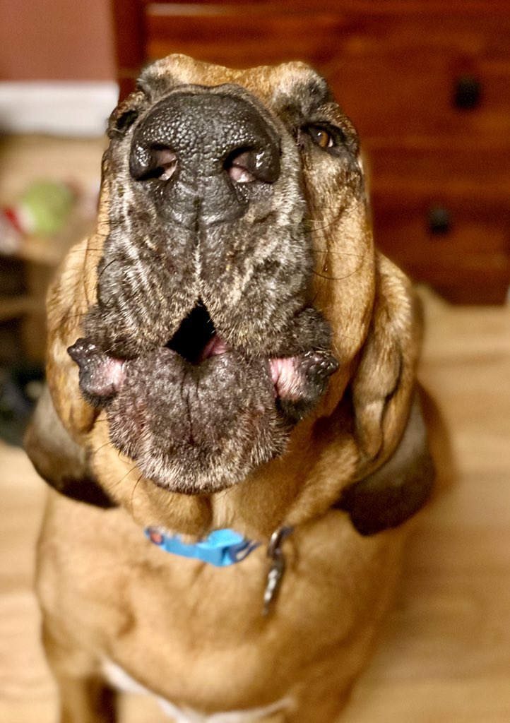Gwen_Cooper10's tweet photo. Hunter is stubborn and independent, but so incredibly smart. He loved us completely, despite his stubbornness, he knows when we mean business and is insanely obedient, loyal, and protective of his mama #CSSTheMagicOfDogs https://t.co/Pcq7QzsyMa