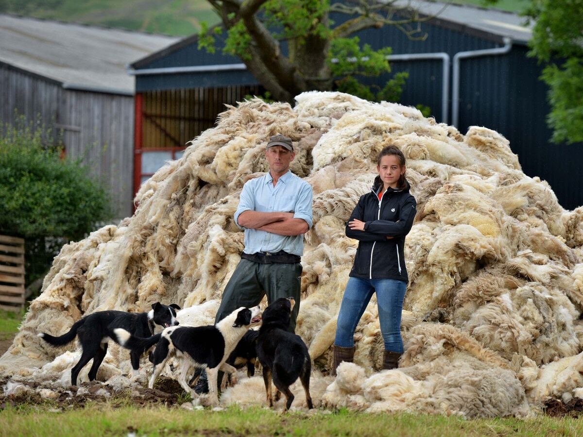 WynnstayGroup's tweet photo. The low price of wool meant it was more valuable as manure than for sale. π’
https://t.co/IWSQATkiEW
#BackBritishFarming #WoolPrices #Agriculture https://t.co/fDzH5K7TWC