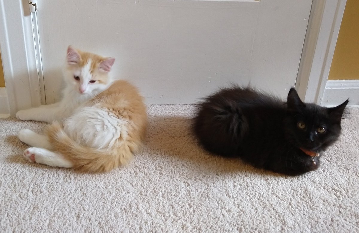 wingandthorn's tweet photo. New kittens! ππ These two are the reason I haven't been on here as much! It took me a while but I'm so glad to have found some great buddies for my grey tabby boy! #kittens #somuchfluff #kittenlove https://t.co/Qh6De2GnlH