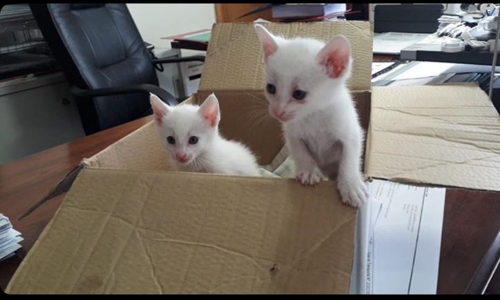 eacasadajoana's tweet photo. Deixaram estes gatinhos na empresa da mãe de uma amiga minha. Se alguém quiser um amiguinhos avisem! RT please https://t.co/LEgTfNbMxT