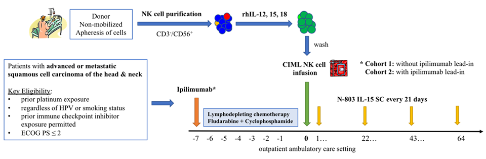 ctdnaMD's tweet photo. Thrilled to bring novel cell therapy trials to solid tumors: using cytokine-induced memory-like #NKcells with #IL15 in #HNSCC; open and accruing at @DanaFarber 😃📣🧬🧪🩺 @romeerizwan @DrUppaluri @DanaFarberNews https://t.co/sqoqU9KNbn