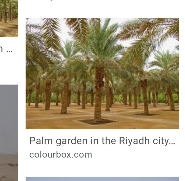 And I decided to make something cool this mornings as a gesture. Anyone can do it. It's an orange... I turned it into a palm tree like on the Saudi emblem. We never know what might be on the inside of something or someone (their heart)... We pray for guidance and happiness.