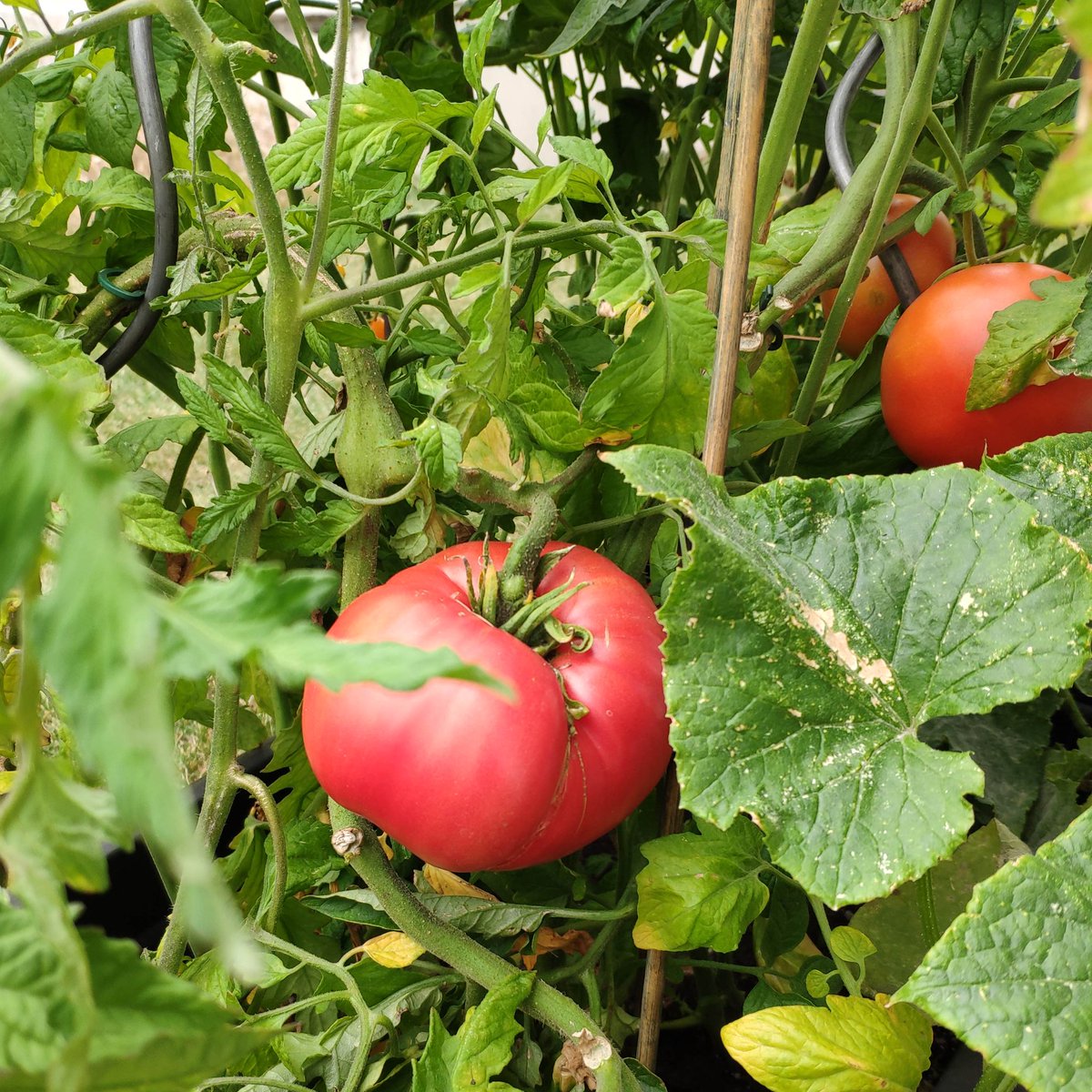 Spass_im_Garten's tweet photo. Endlich Erntezeit ��
#Tomato #Sommer #healtyfood https://t.co/nx3xwlm6Ny