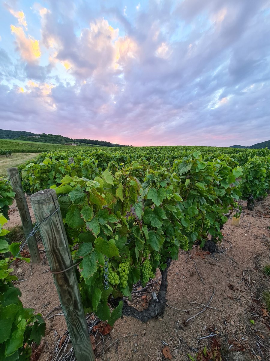 nchuzeville's tweet photo. Soirée en #beaujolais 🙂
Colors of #beaujolais 😀
Pourquoi se demander si les vins du #Beaujolais sont bons?
Venez nous voir!
Venez vous faire surprendre!
On vous attend!
#convivialite https://t.co/w6wsyZV73O