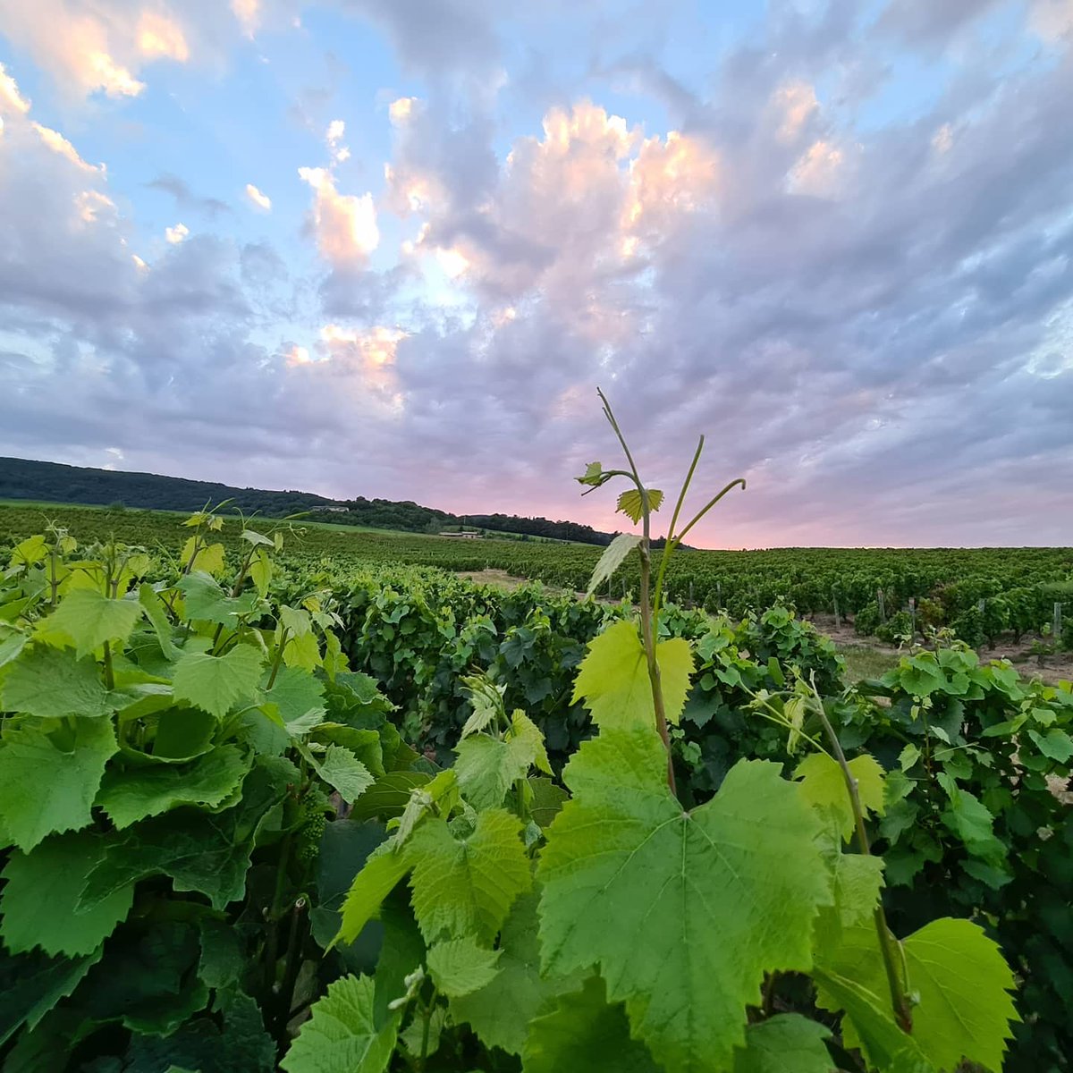nchuzeville's tweet photo. Soirée en #beaujolais 🙂
Colors of #beaujolais 😀
Pourquoi se demander si les vins du #Beaujolais sont bons?
Venez nous voir!
Venez vous faire surprendre!
On vous attend!
#convivialite https://t.co/w6wsyZV73O
