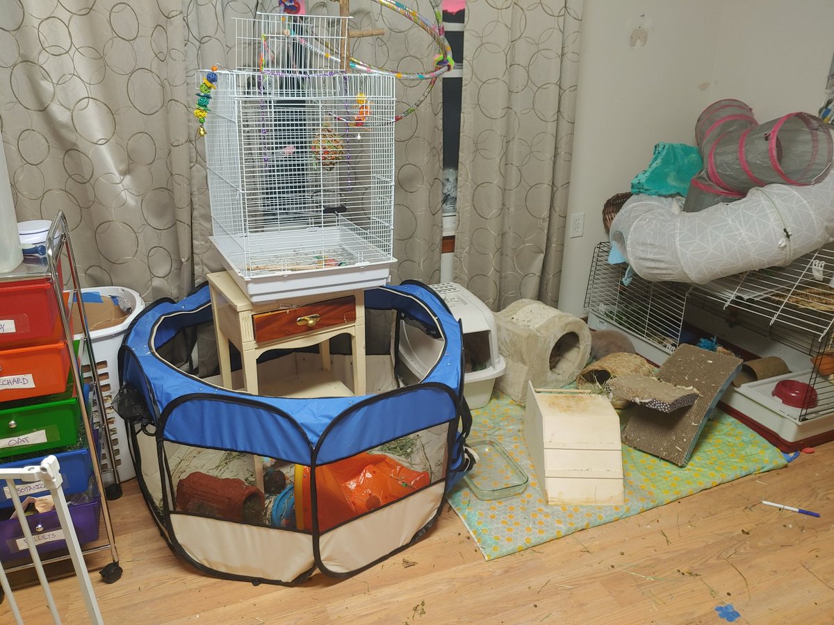 ScaredFly's tweet photo. Downsized my rabbits since they free roam anyways
As you can probably tell in the pic im just having trouble staying on all ny chores. Hopefully having more space for storage will help out
#hollandlops #housebunnies #pets #CleanHouse #downsizing #organize https://t.co/zcPLbqCLSF
